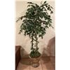 Image 1 : Artificial Weeping Fig Tree In Decorative Ceramic Container 70Hx34W