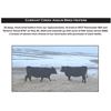 Image 1 : 25 Head Bred Heifers