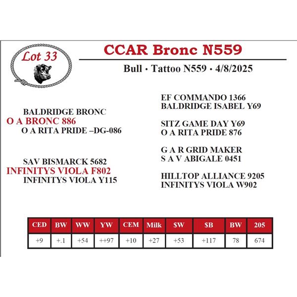 CCAR Bronc N559