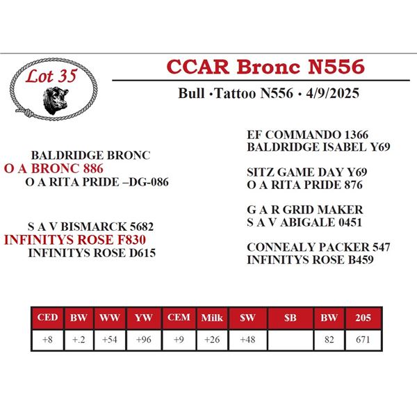 CCAR Bronc N556