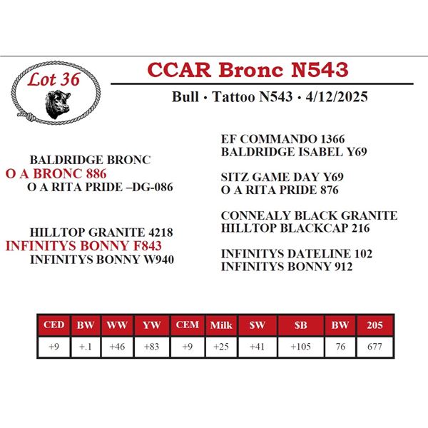CCAR Bronc N543