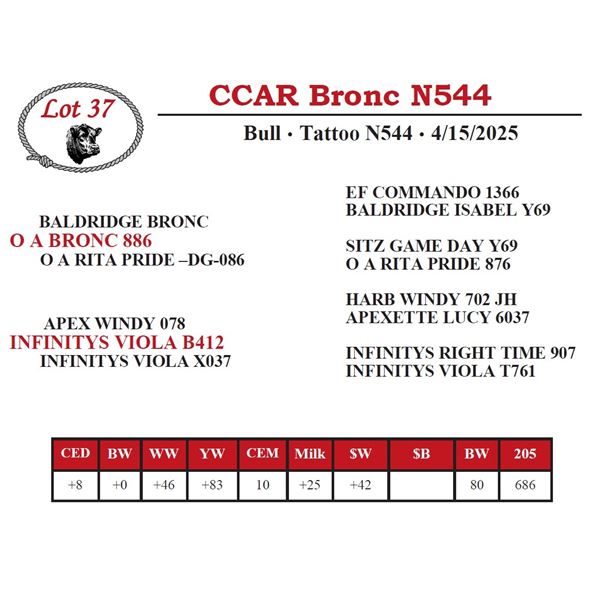 CCAR Bronc N544