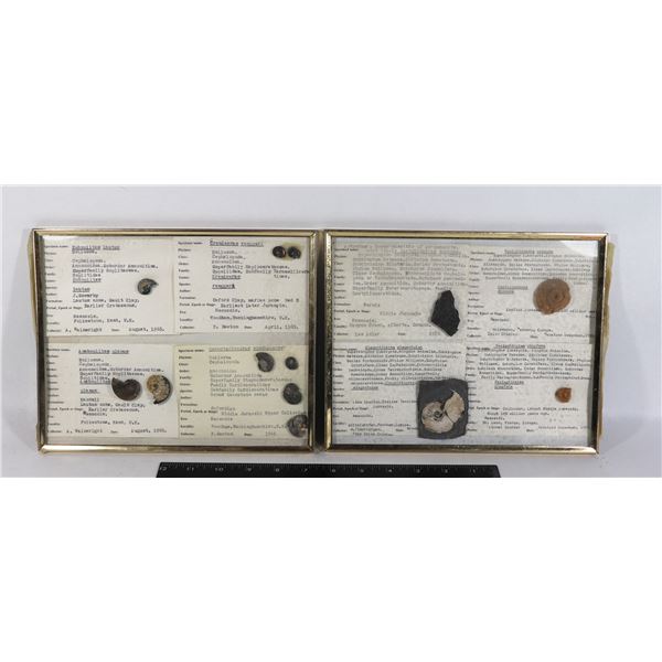 TWO GLASS FRAMES OF FOSSILS