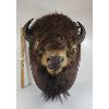 Image 2 : TAXIDERMY BUFFALO MOUNT 