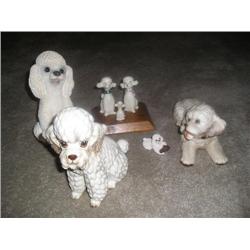 Poodles-oodles and oodles of poodles!