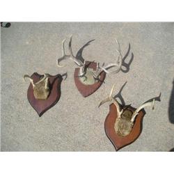 Three pair of horns
