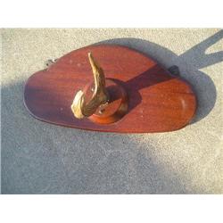 Mounted antler