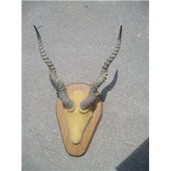 Mounted horns