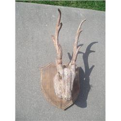 Wood animal mount