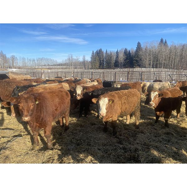 Monty & Jason Hollingsworth - 815# Weaned Steers - 50 Head (Rimbey, AB)