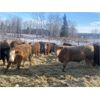 Image 2 : Monty & Jason Hollingsworth - 815# Weaned Steers - 50 Head (Rimbey, AB)