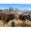 Image 3 : Monty & Jason Hollingsworth - 815# Weaned Steers - 50 Head (Rimbey, AB)