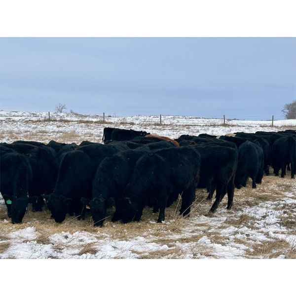 Wade Fewings - 910# Yearling Heifers - 65 Head (Pierson, MB) VBP+
