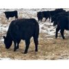 Image 3 : Wade Fewings - 910# Yearling Heifers - 65 Head (Pierson, MB) VBP+