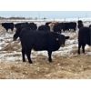 Image 6 : Wade Fewings - 910# Yearling Heifers - 65 Head (Pierson, MB) VBP+