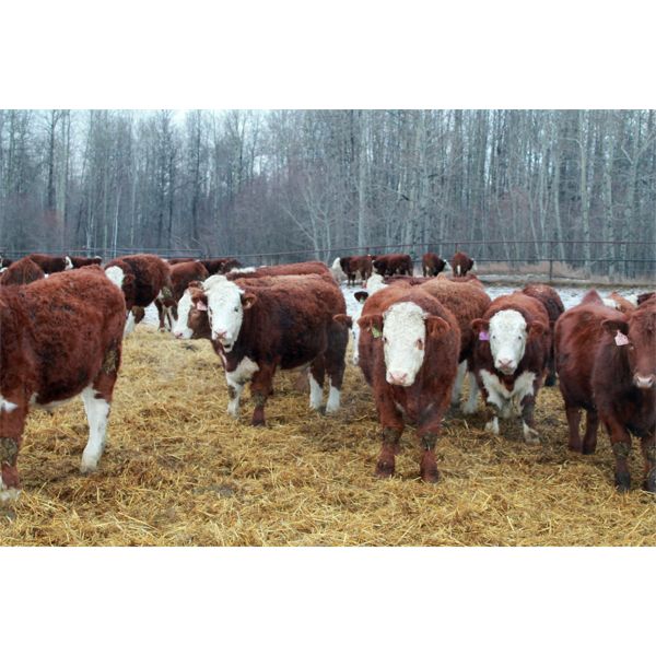 Birkenhagen Farms - 950# Weaned Steers - 69 Head (Carrot Creek, AB) VBP+