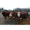 Image 4 : Birkenhagen Farms - 950# Weaned Steers - 69 Head (Carrot Creek, AB) VBP+