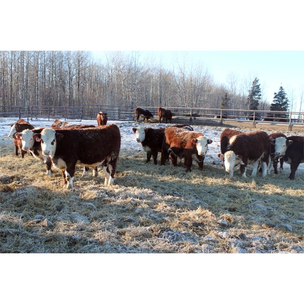 Birkenhagen Farms - 790# Weaned Steers - 40 Head (Carrot Creek, AB) VBP+