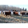 Image 1 : Birkenhagen Farms - 790# Weaned Steers - 40 Head (Carrot Creek, AB) VBP+