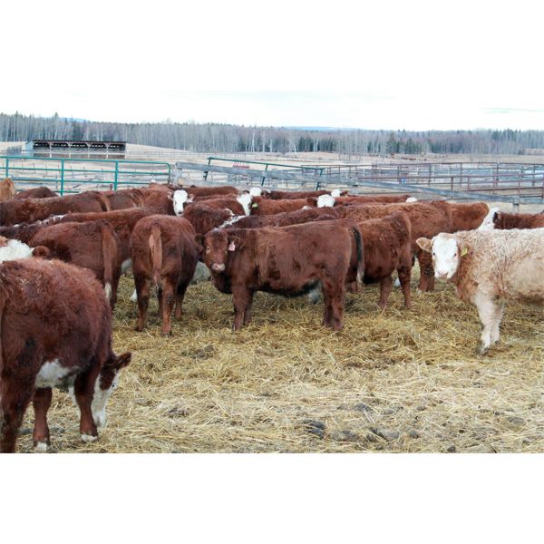 Birkenhagen Farms - 850# Weaned Heifers - 66 Head (Carrot Creek, AB) VBP+