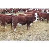 Image 2 : Birkenhagen Farms - 850# Weaned Heifers - 66 Head (Carrot Creek, AB) VBP+