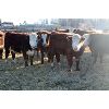 Image 5 : Birkenhagen Farms - 850# Weaned Heifers - 66 Head (Carrot Creek, AB) VBP+