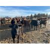 Image 2 : Avos Farms - 920# Yearling Steers - 208 Head (MacKay, AB)