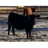 Image 3 : Avos Farms - 920# Yearling Steers - 208 Head (MacKay, AB)