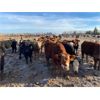 Image 5 : Avos Farms - 920# Yearling Steers - 208 Head (MacKay, AB)