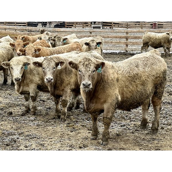 Stahlville Colony - 1010# Weaned Steers - 120 Head (Rockyford, AB)