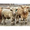 Image 2 : Stahlville Colony - 1010# Weaned Steers - 120 Head (Rockyford, AB)