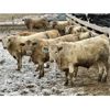 Image 4 : Stahlville Colony - 1010# Weaned Steers - 120 Head (Rockyford, AB)