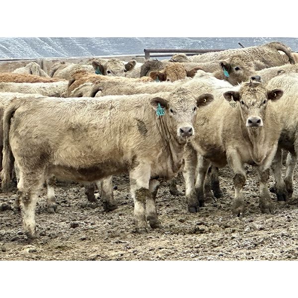 Stahlville Colony - 940# Weaned Heifers - 94 Head (Rockyford, AB)