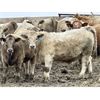 Image 8 : Stahlville Colony - 940# Weaned Heifers - 94 Head (Rockyford, AB)