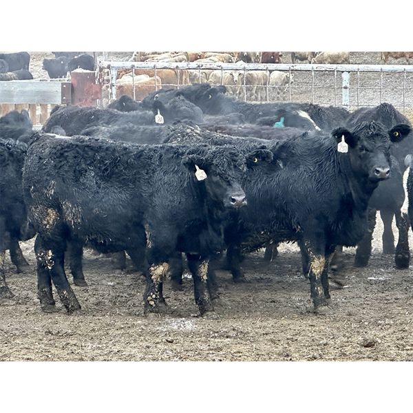 Stahlville Colony - 920# Weaned Heifers - 42 Head (Rockyford, AB)