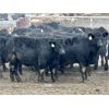 Image 1 : Stahlville Colony - 920# Weaned Heifers - 42 Head (Rockyford, AB)