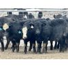 Image 2 : Stahlville Colony - 920# Weaned Heifers - 42 Head (Rockyford, AB)