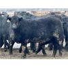 Image 3 : Stahlville Colony - 920# Weaned Heifers - 42 Head (Rockyford, AB)
