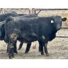 Image 5 : Stahlville Colony - 920# Weaned Heifers - 42 Head (Rockyford, AB)