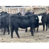 Image 6 : Stahlville Colony - 920# Weaned Heifers - 42 Head (Rockyford, AB)