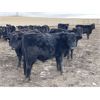 Image 2 : Hawk Ranching  - 825# Weaned Steers - 75 Head (Nanton, AB)