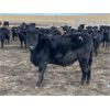 Image 3 : Hawk Ranching  - 825# Weaned Steers - 75 Head (Nanton, AB)