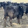 Image 7 : Hawk Ranching  - 825# Weaned Steers - 75 Head (Nanton, AB)