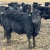 Image 8 : Hawk Ranching  - 825# Weaned Steers - 75 Head (Nanton, AB)