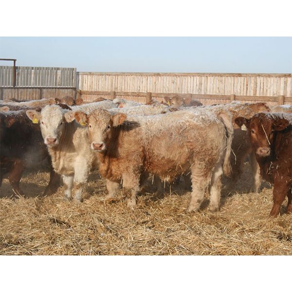 J&R Peterson - 1025# Weaned Steers - 108 Head (Barnwell, AB)
