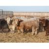 Image 1 : J&R Peterson - 1025# Weaned Steers - 108 Head (Barnwell, AB)