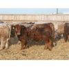 Image 2 : J&R Peterson - 1025# Weaned Steers - 108 Head (Barnwell, AB)