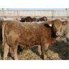 Image 3 : J&R Peterson - 1025# Weaned Steers - 108 Head (Barnwell, AB)