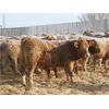 Image 4 : J&R Peterson - 1025# Weaned Steers - 108 Head (Barnwell, AB)