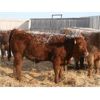 Image 6 : J&R Peterson - 1025# Weaned Steers - 108 Head (Barnwell, AB)